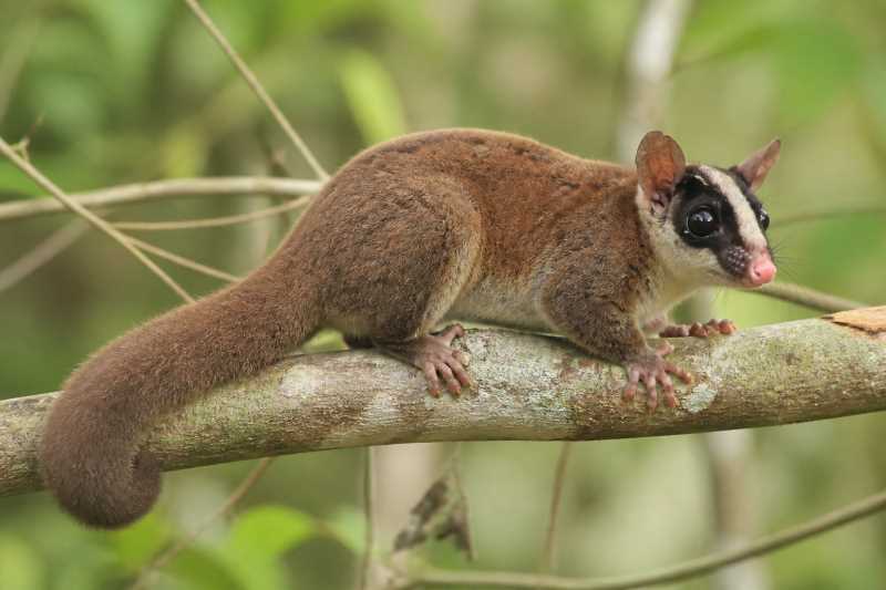Image of a Bushy-tailed Opossum in its natural habitat
