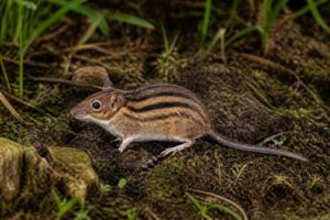 Image of a Cameroon Highland Striped Mouse in its natural habitat