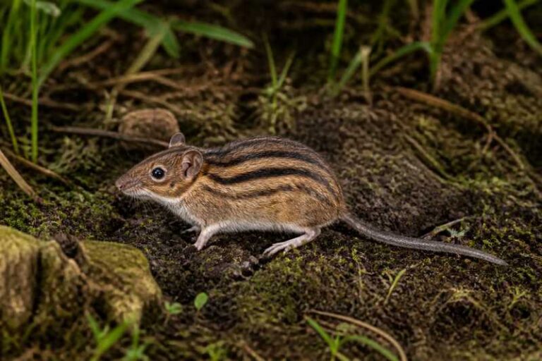 Image of a Cameroon Highland Striped Mouse in its natural habitat