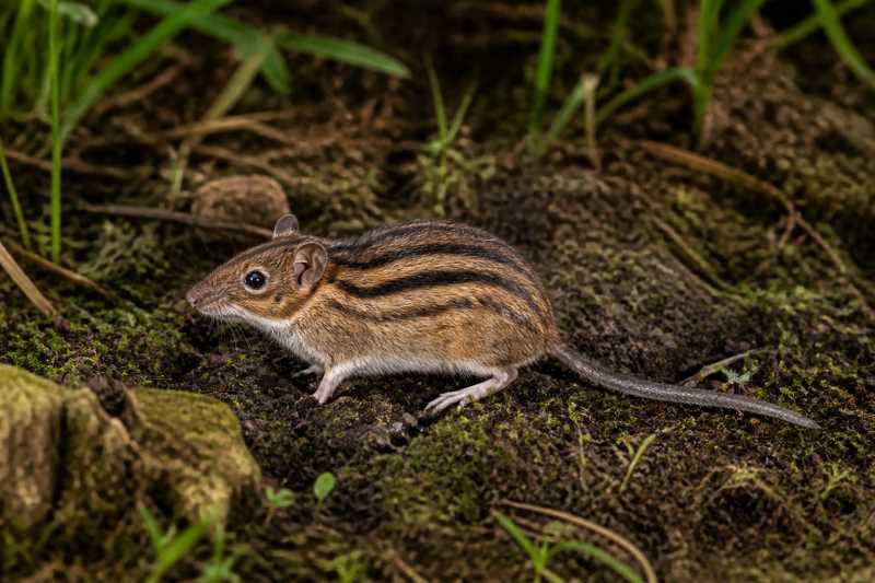 Image of a Cameroon Highland Striped Mouse in its natural habitat