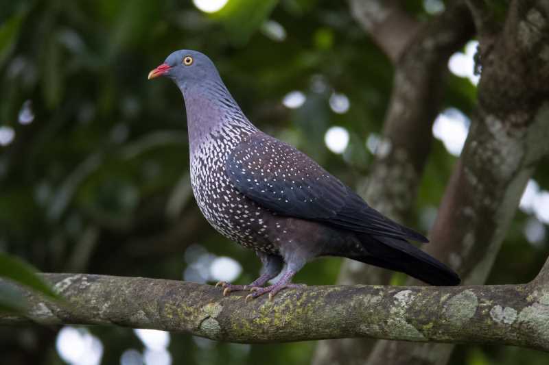 Image of a Cameroon Olive Pigeon in its natural habitat