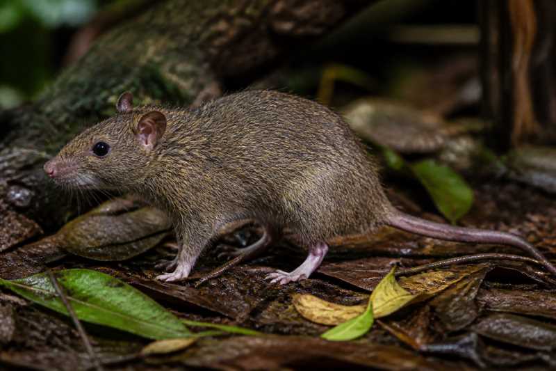 Image of a Camiguin Forest Rat in its natural habitat