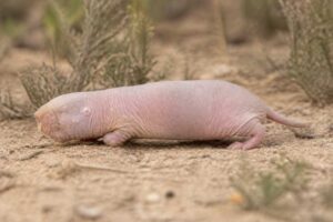 Image of a Cape Dune Mole-rat in its natural habitat