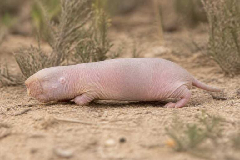 Image of a Cape Dune Mole-rat in its natural habitat