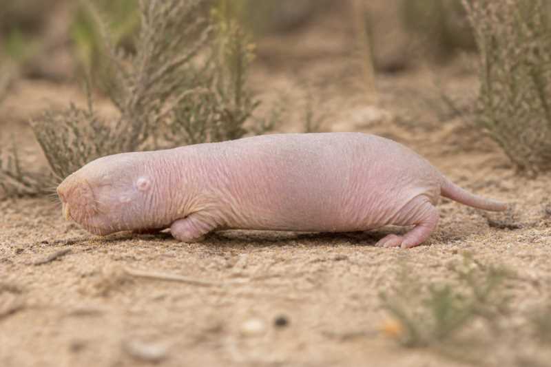 Image of a Cape Dune Mole-rat in its natural habitat