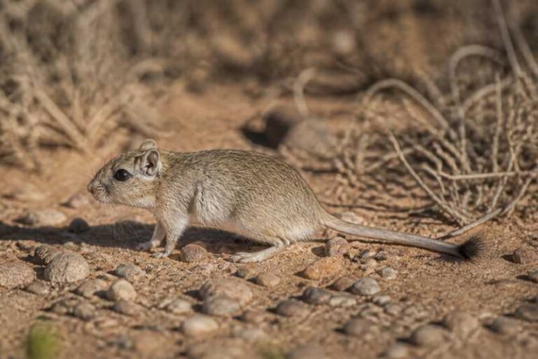 Image of a Cape Gerbil in its natural habitat