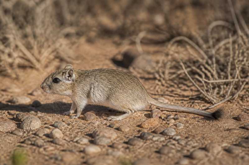 Image of a Cape Gerbil in its natural habitat
