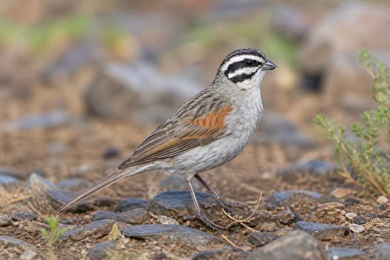 Image of a Cape Bunting in its natural habitat