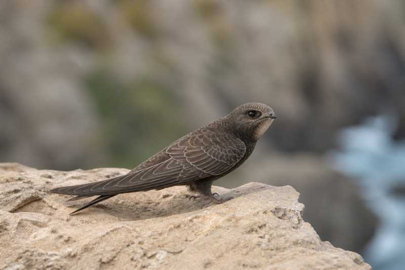 Image of a Cape Verde Swift in its natural habitat
