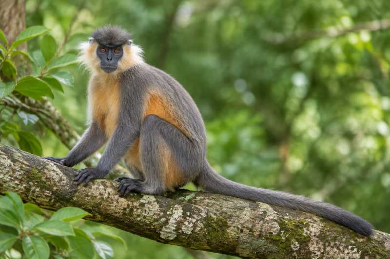 Image of a Capped Langur in its natural habitat