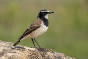 Image of a Capped Wheatear in its natural habitat