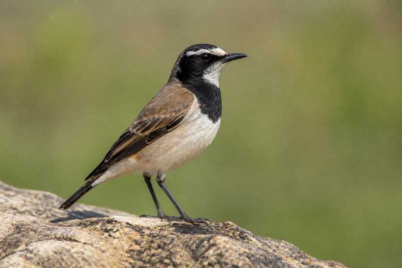 Image of a Capped Wheatear in its natural habitat