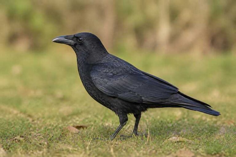 Image of a Carrion Crow in its natural habitat
