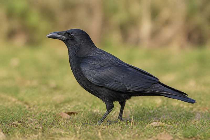 Image of a Carrion Crow in its natural habitat