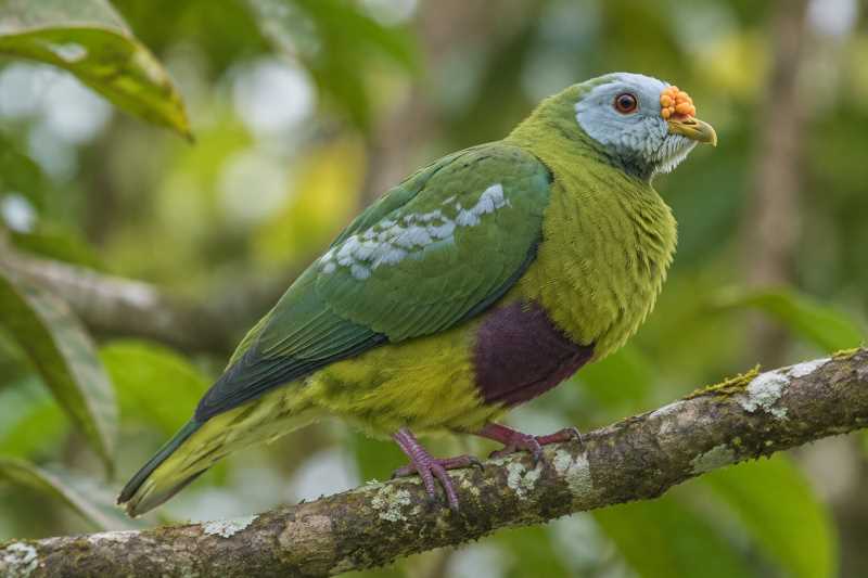 Image of a Carunculated Fruit Dove in its natural habitat