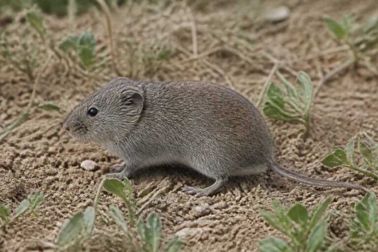 Image of a Caspian Gray Vole in its natural habitat