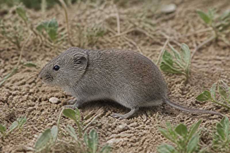 Image of a Caspian Gray Vole in its natural habitat