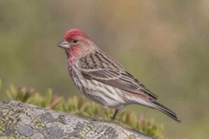 Image of a Cassin's Finch in its natural habitat