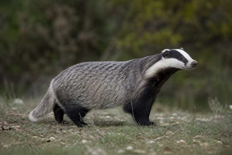 Image of a Caucasian Badger in its natural habitat