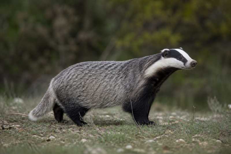 Image of a Caucasian Badger in its natural habitat