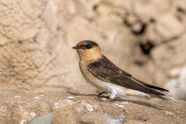Image of a Cave Swallow in its natural habitat