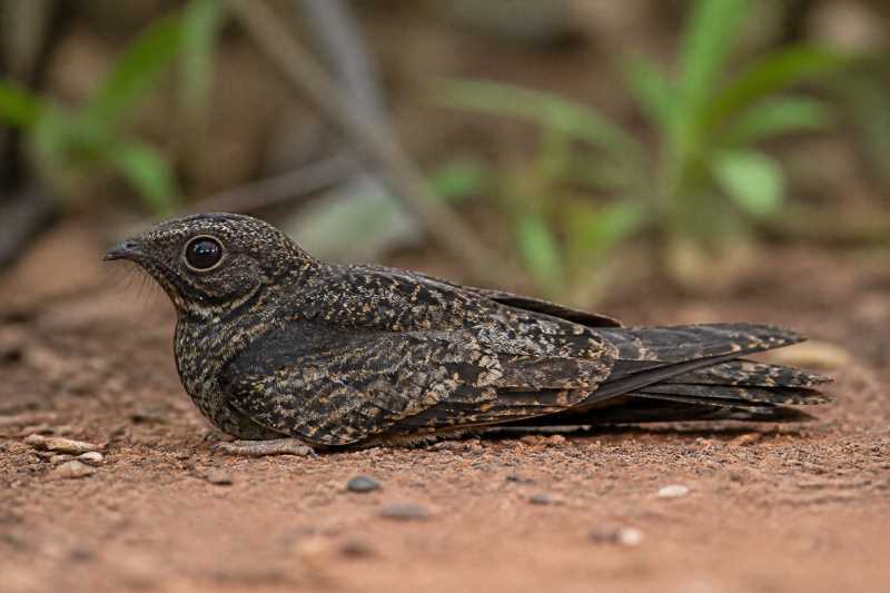 Image of a Cayenne Nightjar in its natural habitat