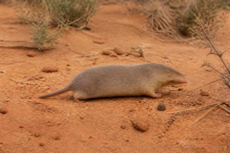 Image of a Central Desert Marsupial Mole in its natural habitat
