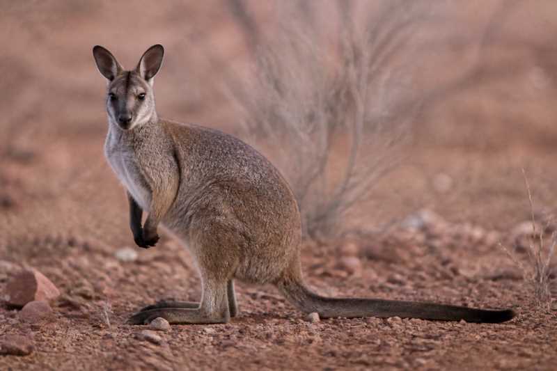 Image of a Central Hare Wallaby in its natural habitat