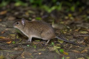 Image of a Cerqueira's Rice Rat in its natural habitat