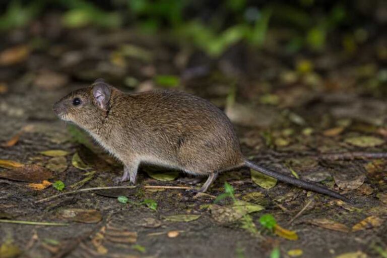 Image of a Cerqueira's Rice Rat in its natural habitat