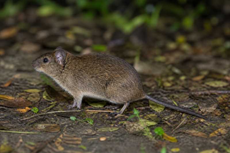 Image of a Cerqueira's Rice Rat in its natural habitat