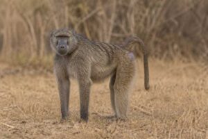 Image of a Chacma Baboon in its natural habitat