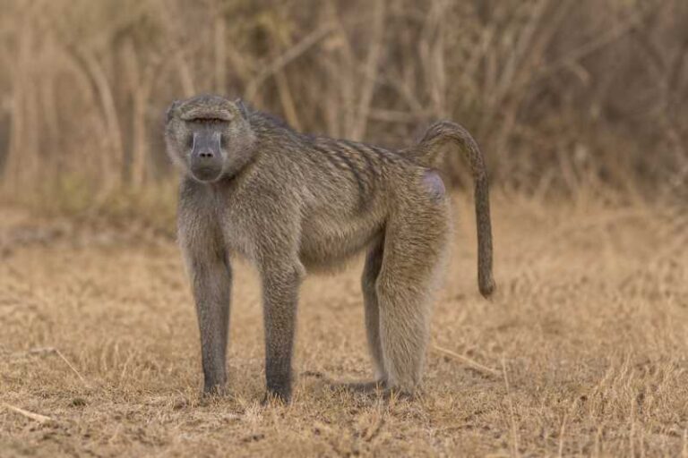 Image of a Chacma Baboon in its natural habitat