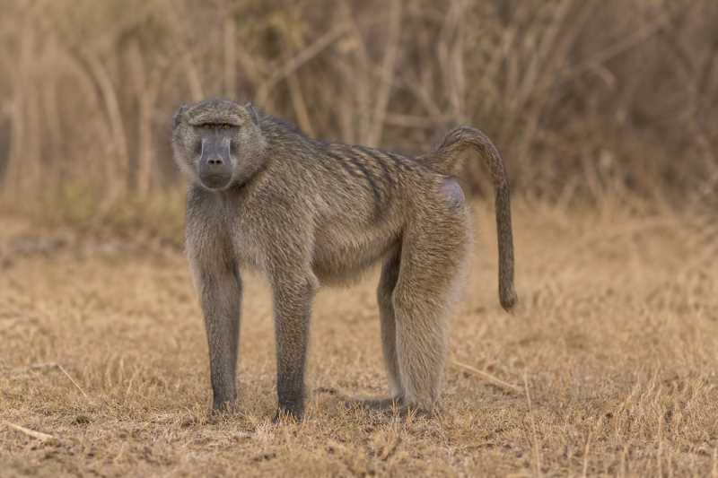 Image of a Chacma Baboon in its natural habitat