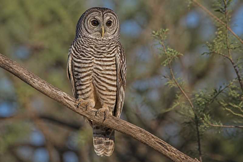 Image of a Chaco Owl in its natural habitat