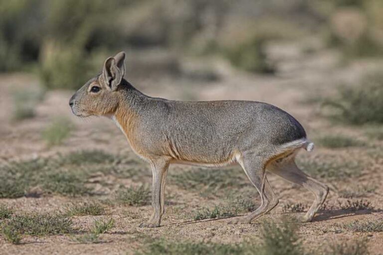 Image of a Chacoan Mara in its natural habitat
