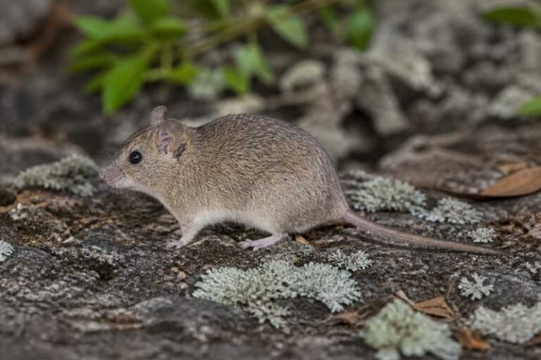 Image of a Chapa Tree Mouse in its natural habitat