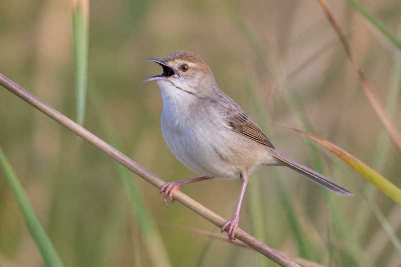 Image of a Chattering Cisticola in its natural habitat