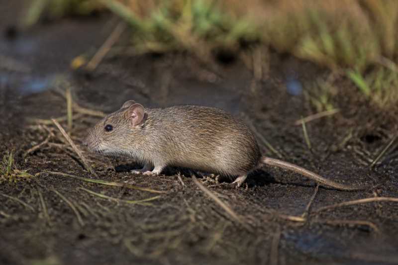 Image of a Cheesman's Vlei Rat in its natural habitat
