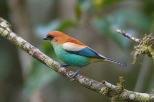 Image of a Chestnut-backed Tanager in its natural habitat
