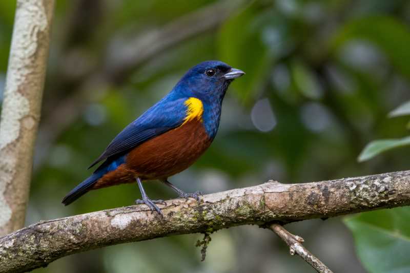 Image of a Chestnut-bellied Euphonia in its natural habitat