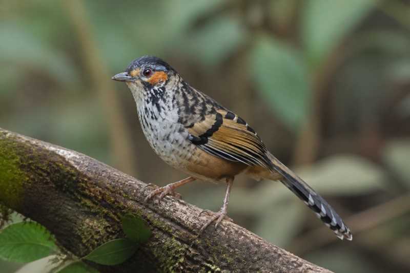 Image of a Chestnut-eared Laughingthrush in its natural habitat