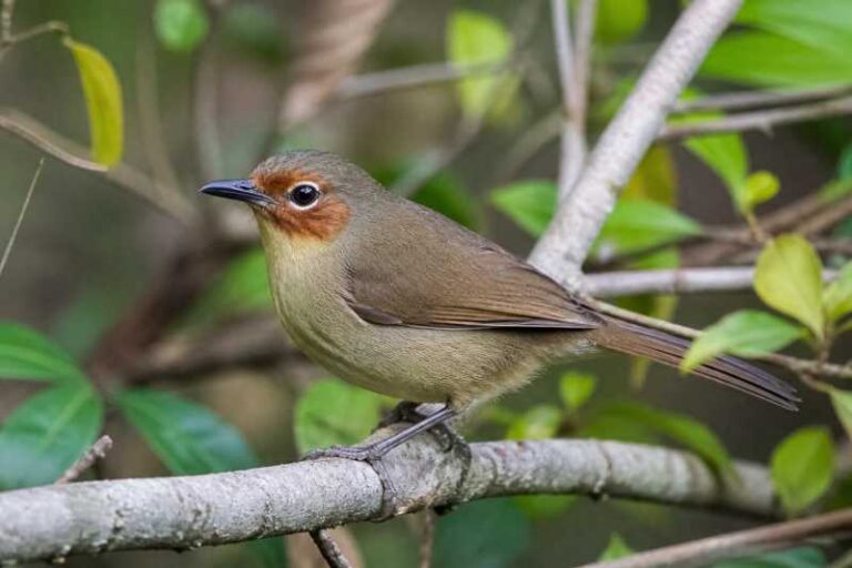 Image of a Chestnut-faced Babbler in its natural habitat