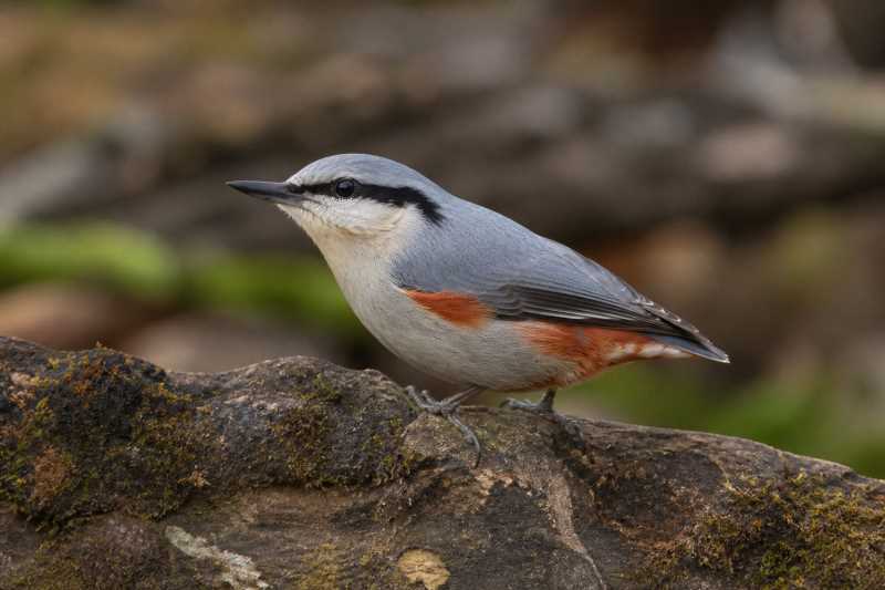 Image of a Chestnut-vented Nuthatch in its natural habitat