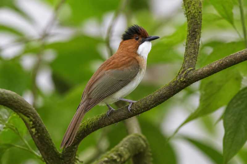 Image of a Chestnut Bulbul in its natural habitat