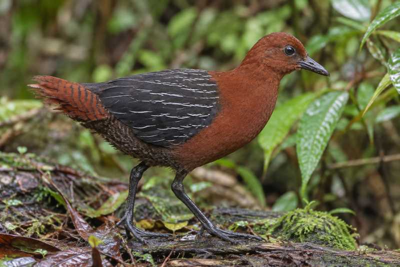 Image of a Chestnut Forest Rail in its natural habitat