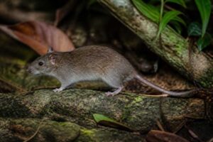 Image of a Chiapan Climbing Rat in its natural habitat