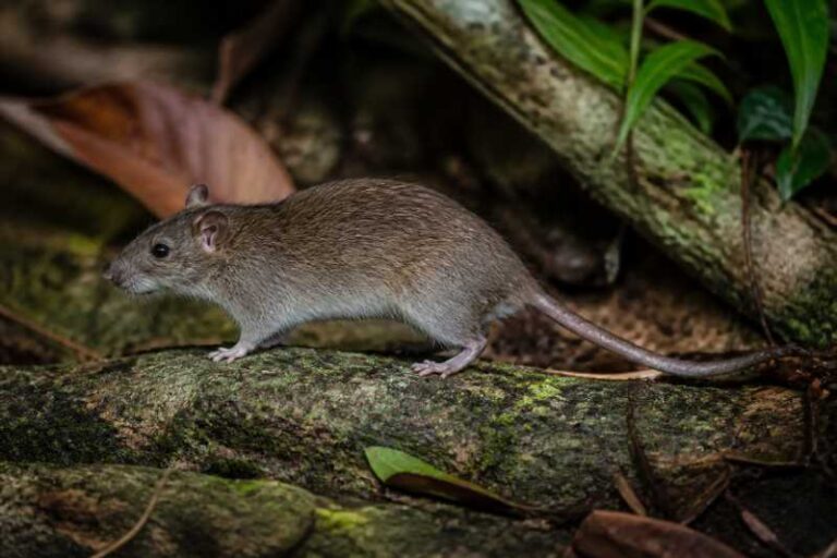 Image of a Chiapan Climbing Rat in its natural habitat