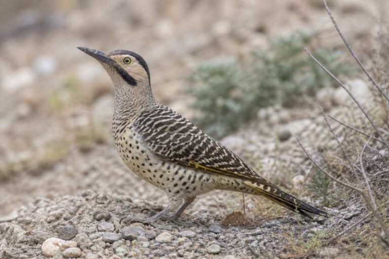 Image of a Chilean Flicker in its natural habitat