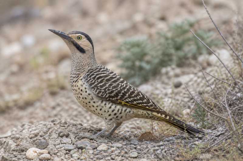Image of a Chilean Flicker in its natural habitat